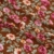 Double Brushed Romantic Flowers Rust/Pink